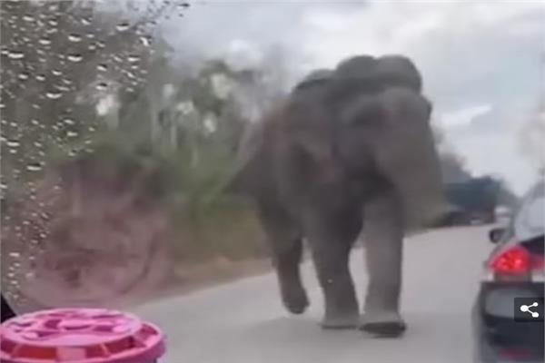 فيل يلاحق شاحنة لسرقة وجبة خفيفة