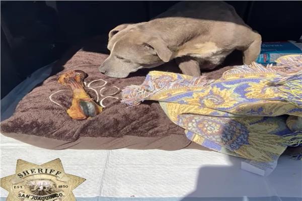 كلبة تعود لصاحبتها بعد 12 عاماً على اختفائها بكاليفورنيا