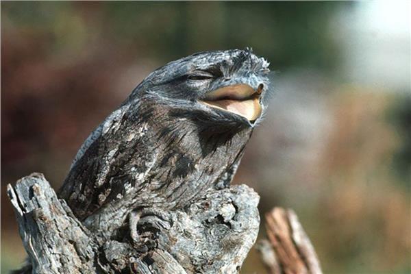 طائر يقاوم الانقراض بالتحول إلى قطعة خشب 