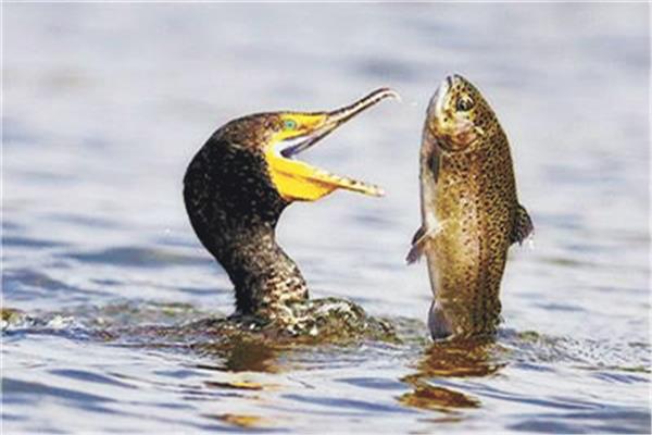 الغراب الأسود يهدد أسماك بحيرة البردويل