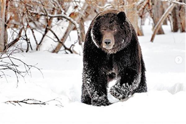الدب الروسى 