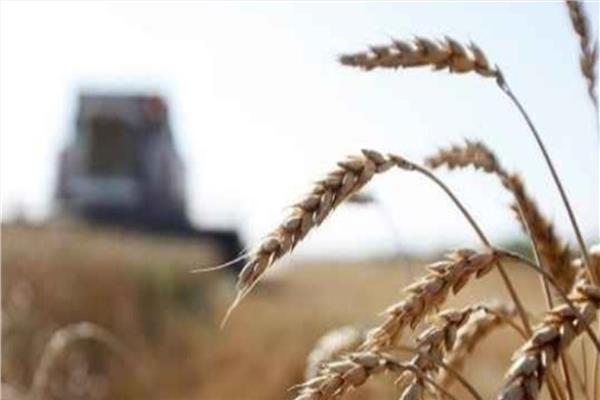 لبنان: مخزون القمح يكفى 45 يوما