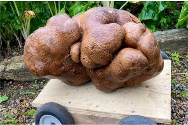 البطاطس النيوزيلندية العملاقة "مغشوشة" 