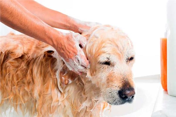 صابون الأطباق لا يستخدم لاستحمام الحيوانات الأليفة