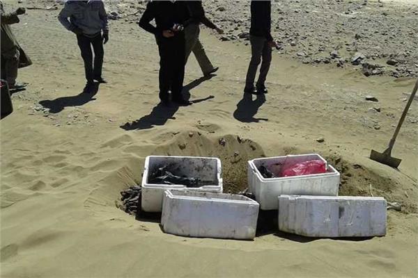 إعدام 116 كيلو جرام من «خيار البحر»