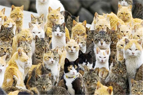 إنقاذ 100 قطة