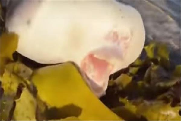 سمكة غريبة تثير الجدل على أحد الشواطئ الأسترالية
