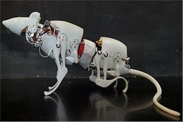 Scientists develop a rodent – like robot that is used in search and rescue missions