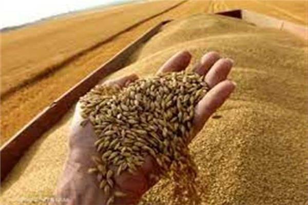 زيادة طفيفة في أسعار القمح العالميه