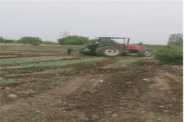 إعادة  93  قيراط إلى طبيعتها الزراعية في طنطا عقب إزالة كافة التعديات عليها 