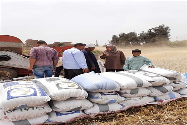 رئيس مركز شبين الكوم ورؤساء القرى يتابعون حصاد القمح بحقول المزارعين