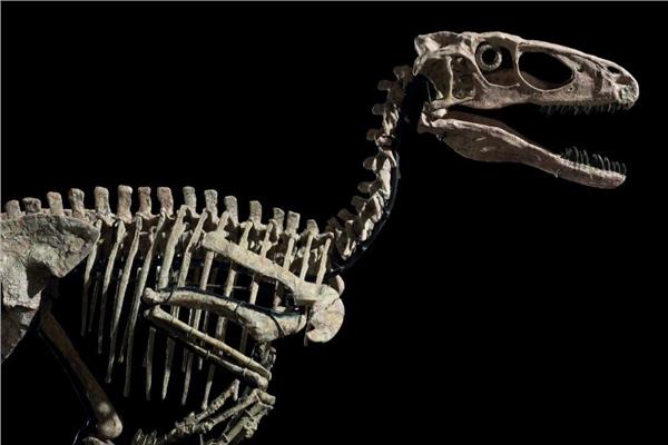 الهيكل العظمي للديناصور 