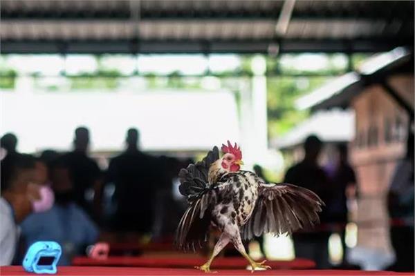 مسابقة جمال الدجاج 