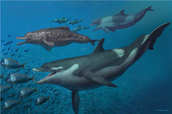 اكتشاف أنواع من الدلافين كانت تعيش قبل عشرين مليون سنة