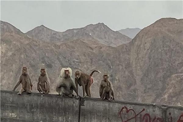 القرود تغزو منطقة سعودية