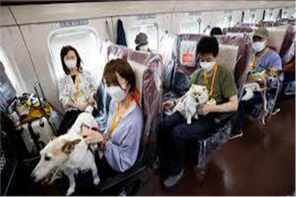  رحلة مخصصة للكلاب على قطار سريع في اليابان