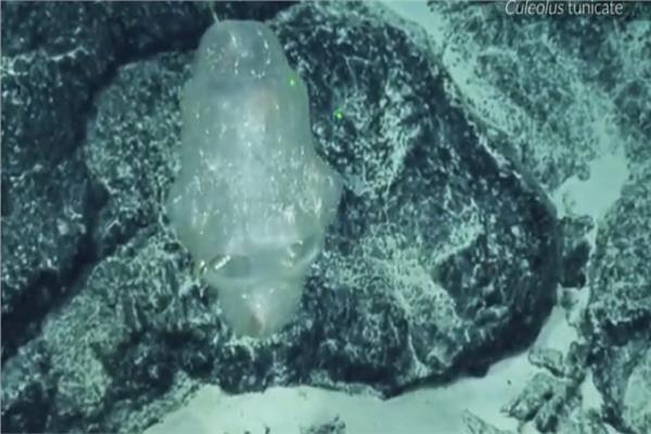 غواصة ترصد مخلوق غريب من عالم أخر في أعماق المحيط الهادي