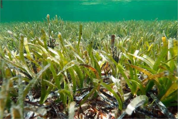 حقول عشب البحر الممتد قبالة سواحل أستراليا 