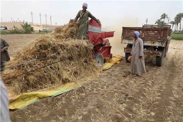 شون وصوامع المنيا تستقبل 445 ألف طن من محصول القمح بجميع المراكز