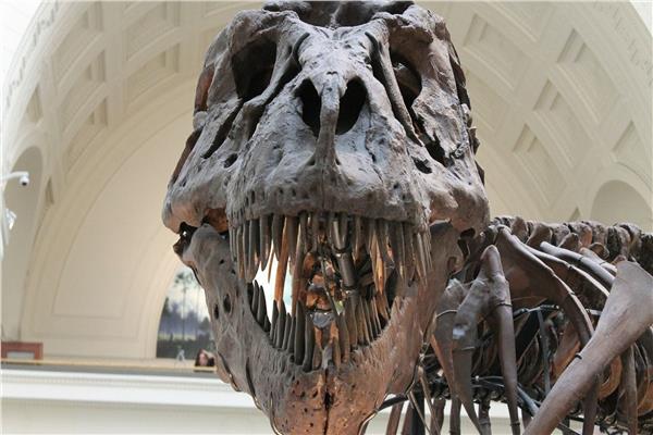  بقايا أحد أكبر ديناصور مفترس في أوروبا 
