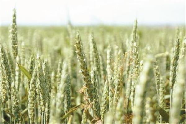  نقص امدادات القمح تهدد بمجاعة عالمية