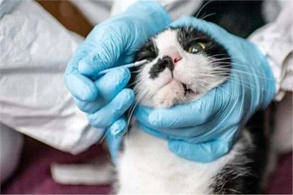 نوع جديد من فيروس كورونا تنقله القطط بالعطس