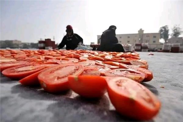 تجفيف الطماطم في الأقصر وتصديرها للعالم