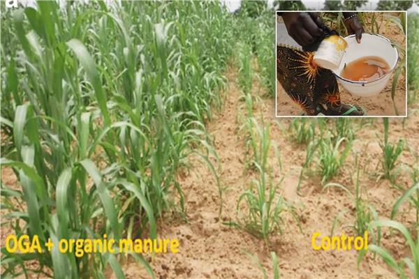 استخدام البول البشري لتخصيب المحاصيل في النيجر