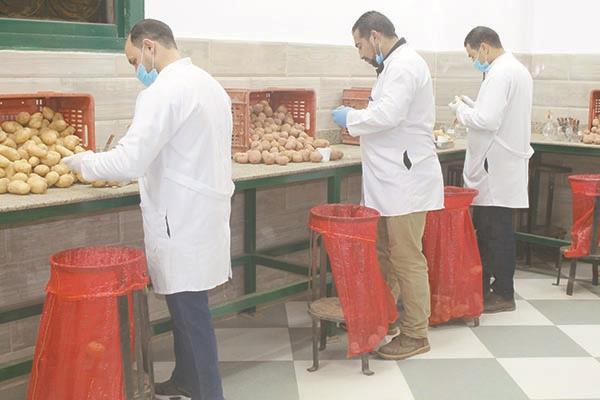  صادرات البطاطس المصرية تحقق رقما قياسيا
