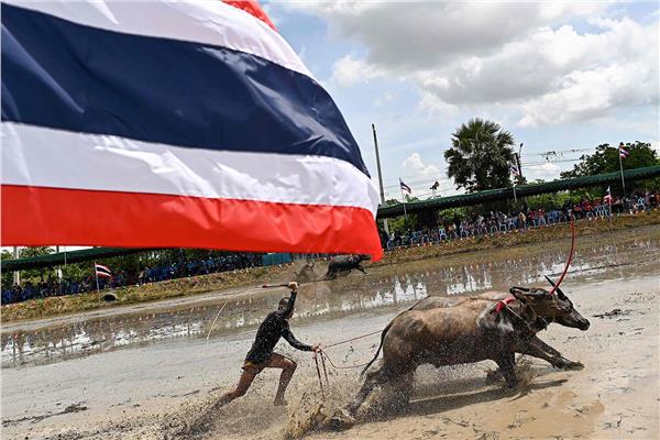 "تشونبوري" أرض الأرز متمسكة بتقليد سباقات الجواميس في تايلند