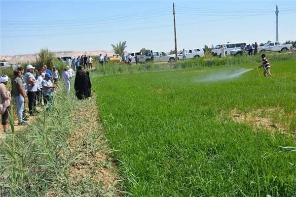 إزالة مخالفات زراعات الأرز بمركز الفرافرة