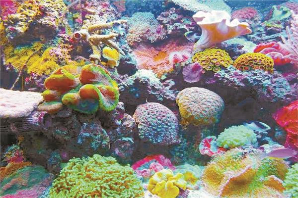 الشعاب المرجانية ثروة مهدرة