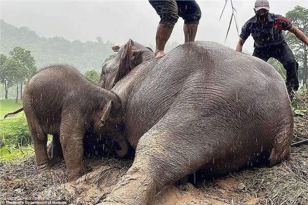 عملية إنقاذ مثيرة لأنثى فيل وصغيرها 
