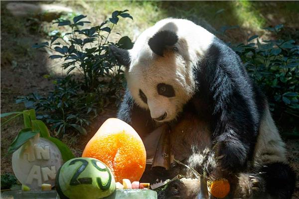 إنهاء حياة الباندا العملاق الأكبر سناً في العالم 