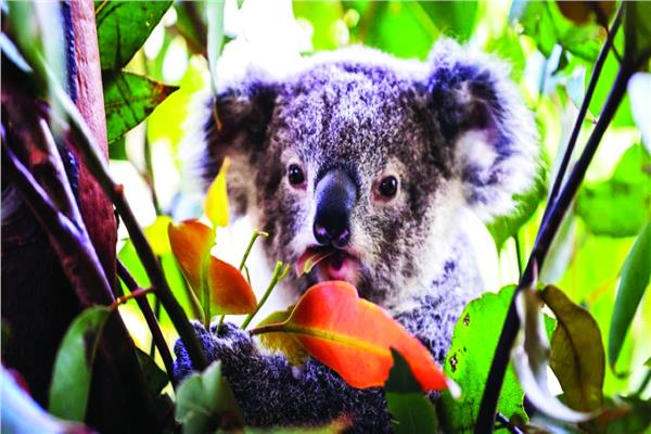 حيوانات في أستراليا تواجه خطر الانقراض