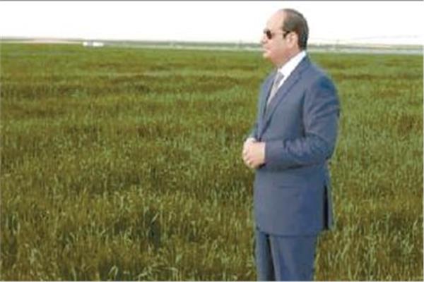 الرئيس عبد الفتاح السيسى وجه بالتوسع فى زراعة محصول القمح لتحقيق الاكتفاء الذاتي