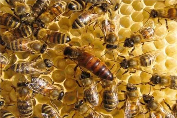 النحل غير اللاسع كنز مغمور.. اكتشف هذا العالم المذهل في البرازيل