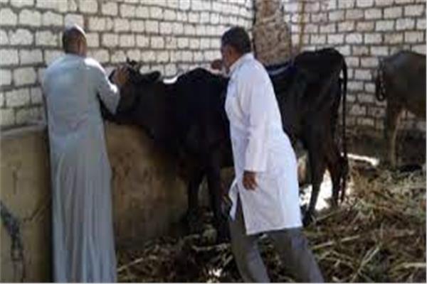 تحصين 39 ألف رأس ماشية ضد الحمى القلاعية والوادي المتصدع في بني سويف