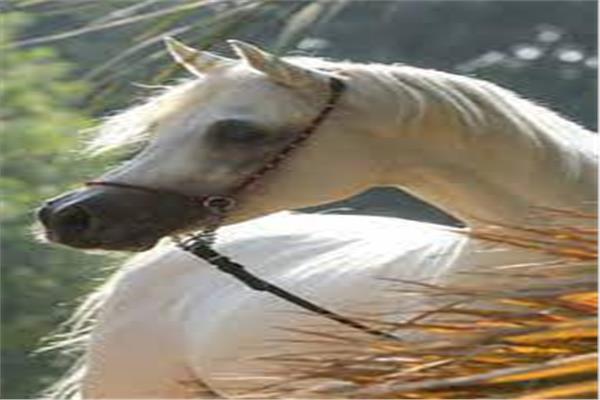 فريق بيطرى ينقذ حياة حصان بكفر الشيخ
