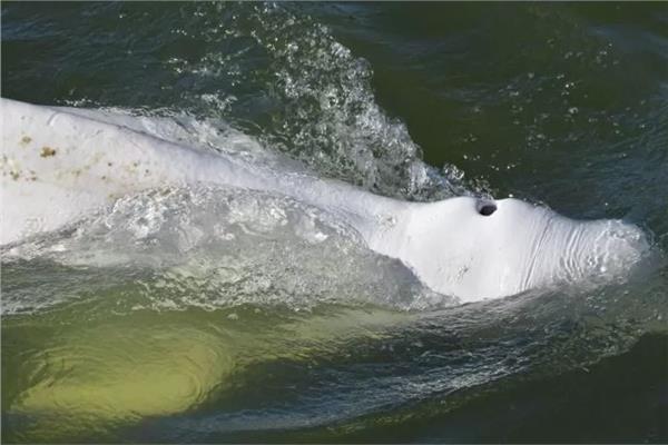 الحوت الأبيض العالق بنهر السين