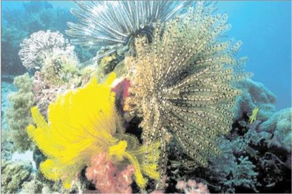 جمال طبيعة الشعب المرجانية داخل محمية رأس محمد 