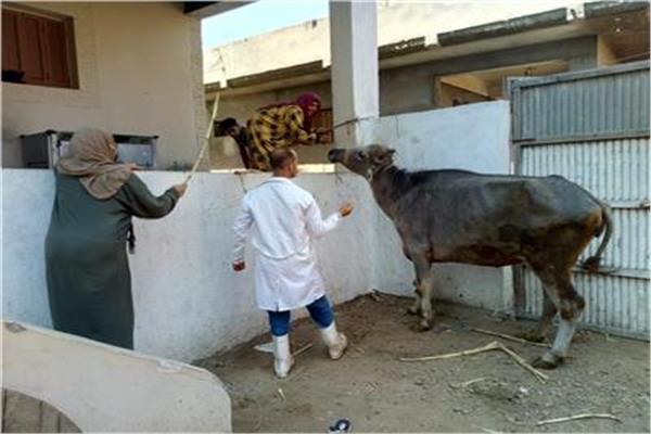 الزراعة: «صحة الحيوان» ينفذ حملات إرشادية في 4 محافظات 