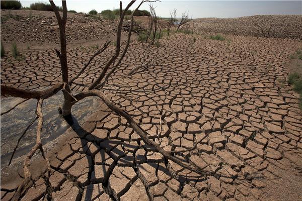 موت أشجار الأفوكادو ومحاصيل الزيتون في إسبانيا «بسبب الجفاف» 