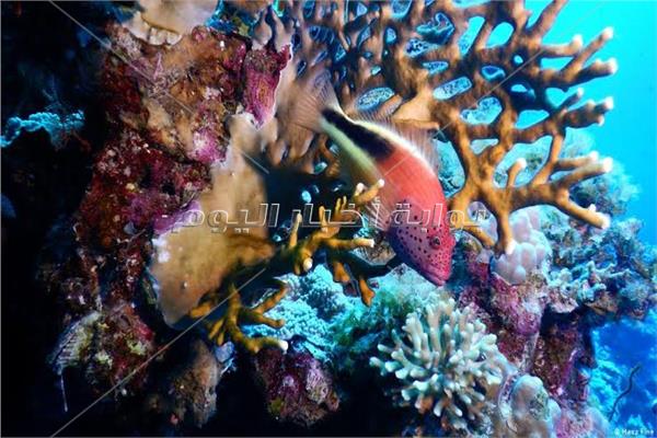 الشعاب المرجانية في البحر الأحمر تقاوم ظروف تغيير المناخ