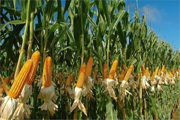 محصول الذرة العالمي