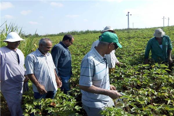 زراعة الإسماعيلية تنظم مدرسة حقلية لمزارعي القطن لمتابعة مكافحة الآفات وديدان اللوز
