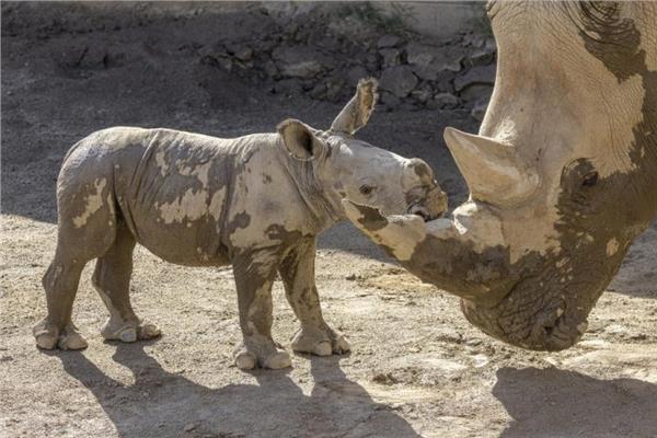 وحيد القرن الأبيض المهدد بالانقراض