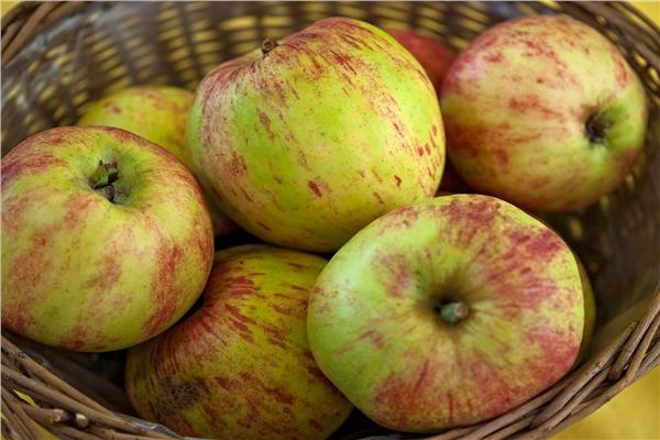 قرية شبرا النملة تشتهر بزراعة التفاح البلدي