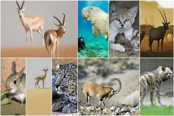 الحيوانات العربية المهددة بالانقراض 