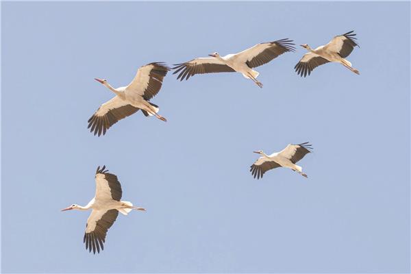 الطيور المهاجرة تصل سيناء